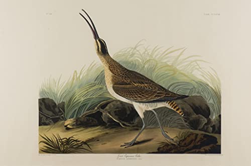 Affiches d'Art Courlis des Esquimaux Audubon Peinture Décorative Salon 60x90cm