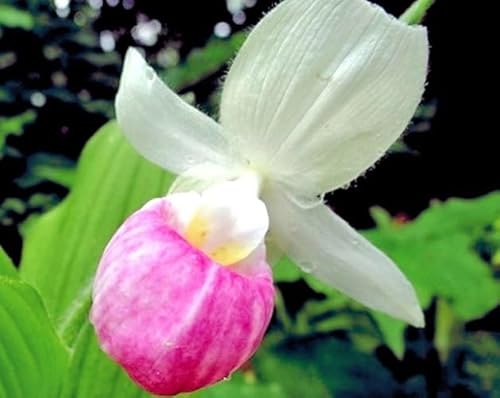Oetechondra 50pcs of Lady Slipper Orchid Flower Seeds, pink white
