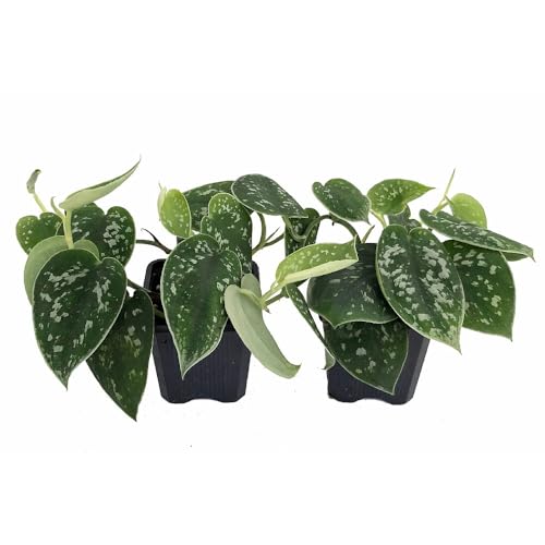 Rare Silver Cloud Philodendron - Scindapsus pictus - Easy - 2 Plants - 3' Pot