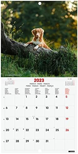 Finocam - Calendar 2023 International Wall Pictures January 2023 - December 2023 (12 months) Dogs International