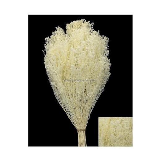 Artipistilos Flor Preservada Para Decoracion De Tocados Y Coronitas - 40 X 25 Cms., Marfil - Flores Preservadas