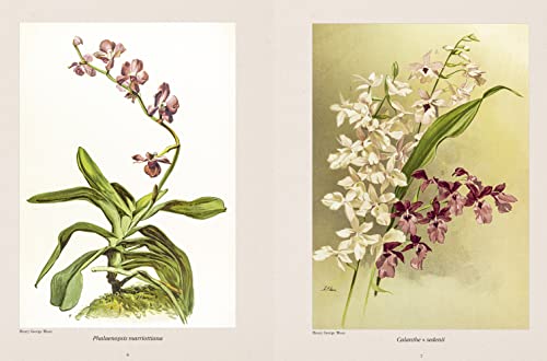 Orquídeas Ilustradas (Coleção 3 Volumes)
