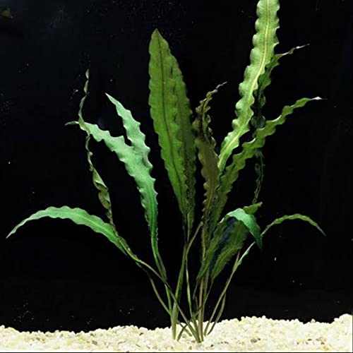 Live Aquarium Plant Seeds/Bulbs Pack of 5(aponogeton crispus Seeds) (B08HL88DHT) Amazon Price History, Amazon Price Tracker