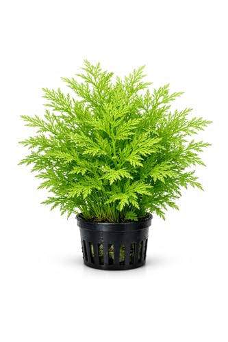 CANTON AQUATICS Water Sprite (Indian Fern) - Live Aquarium Plant - Freshwater - Low-Medium Light