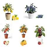 Bonsai Fruit Tree Seeds for Planting, 40 Lemon 40 Apple 20 Cherry 40 Orange 20 Blueberry Seeds, 5 Variety Fruit Tree Seed for Home Bonsai Outdoor
