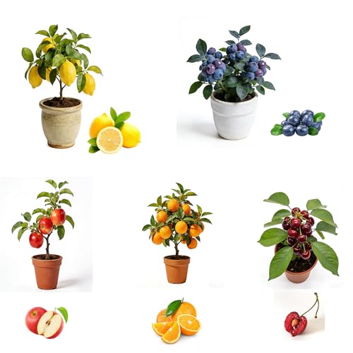 Bonsai Fruit Tree Mix Seeds for Planting, Lemon 40, Apple 42, Cherry 20, Orange 40, Blueberry 20 Seeds, 5 Variety Fruit Tree Seed for Home Bonsai Outdoor, Heirloom Non-GMO