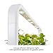 Click & Grow Indoor Herb Garden Kit with Grow Light | Easier Than Hydroponics Growing System | Smart Garden for Home Kitchen Windowsill | Vegetable & Herb Garden Starter Kit with 9 Plant pods, Gray