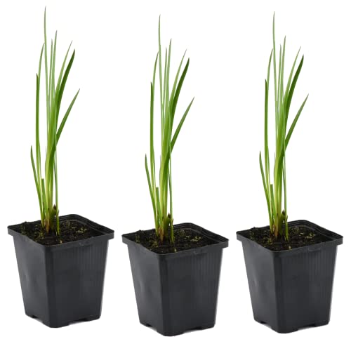 3x Acorus Calamus – Calamus – Planta de estanque – Bajo mantenimiento – Zona 2-3 – ⌀09cm - 10-20 cm