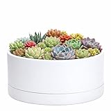 D'vine Dev Maceta de plástico Poco Profunda de 10 Pulgadas,