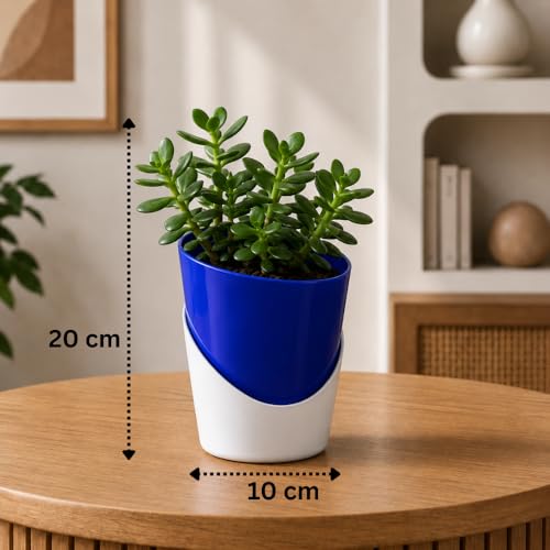 Image of Urban Upvan 4 Inch Self Watering Pot with Jade Plant | Indoor Decorative Planter with Drainage System | Ideal for Home, Office & Desk Decor | Blue