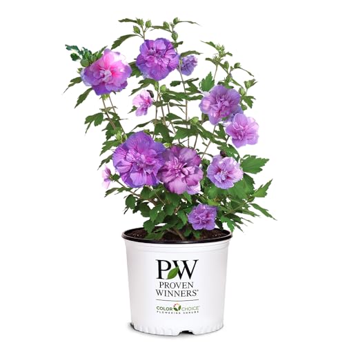 2 Gallon Proven Winners Hibiscus Dark Lavender Chiffon Shrub 2 Gallon Proven Winners Hibiscus Dark Lavender Chiffon Shrub