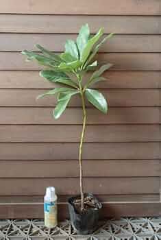 41XC1Tp7YpL._AC_UF350,