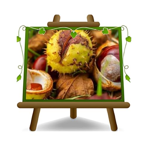 EURO PLANTS VIVAI Marroni Euro Giapponesi Marsol Pianta da Frutto su Vaso ø 15 cm - Altezza 100-120 cm - Età 2 Anni