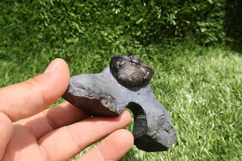 Image of Trilobite Fossil Phacops Trilobite Fossil Trilobites Rock Trilobite Fossils from Morocco Devonian Fossil A270