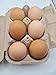 (12) Heritage Pure Breed Fertile Hatching Eggs Variety Pack NPIP Certified Five Acre