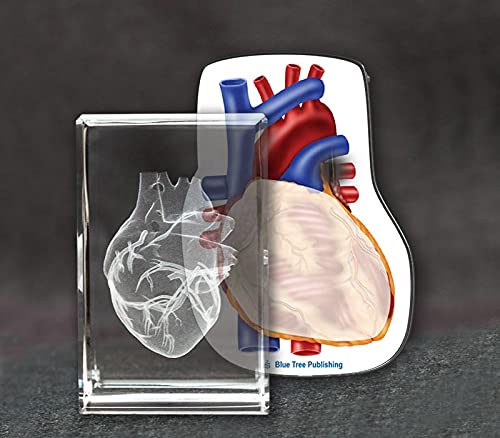 Anatomy Crystal (Heart, 1 Pound)