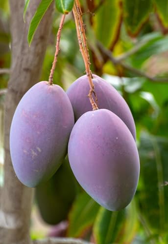 Image of All-Time 12 Months Hybrid Grafted Guti Kolom Live Fruit Plant Original & Authentic Organic Tree for Outdoor Fast-Growing Fruit Plant Home Gardens Pack Of-1 (Purple Original Miyazaki Mango, medium)