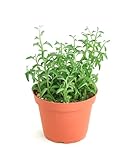 Shop Succulents String of Dolphins Hanging Succulent, Senecio Peregrinus, Fully Rooted Live 4' Succulent Plant, Low Maintenance Indoor Plant, Trailing Succulents, Gift & Garden