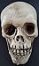 Greenbrier Halloween Human Skulls Plastic 4.5â€H x 4â€W x 6.5â€D