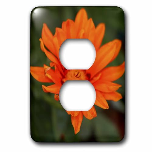 Cache-pot fleur orange pour égayer un bureau sombre sans couleur