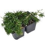 Phlox Subulata Emerald Blue, Creeping Phlox, Moss Phlox/Pinks, Ground Cover, Cnt Sz: 4pk