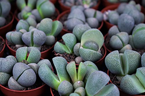 Split rok | Ø6cm | Pleiospilos Nelii - Afbeelding 3