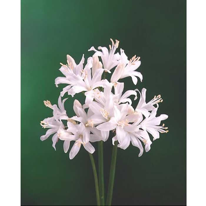 ダイヤモンドリリー➕サマーラブ（ホワイト） ダイヤモンドリリー➕サマーラブ（ホワイト） ダイヤモンドリリーの