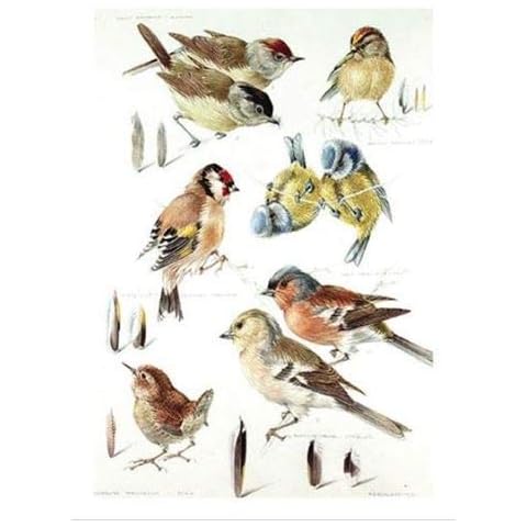 Medici Cards Artistic Birthday Card (MED-BLGG1118) - Garden Birds - Watercolour Painting by Mildred E. Eldridge - Greeting Card For Him/For Her Cover