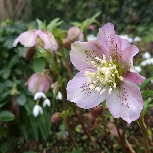Hellebores & A Herbal Tea Garden