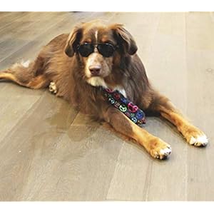   G010-Dog-pet-Costume-Aviator-Sunglasses-for-Medium-Breeds-20-40-lbs-black