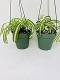*Two Bonnie Curly Spider Plant Easy Cleans the Air - 4' Pot- Unique From Jmbamboo