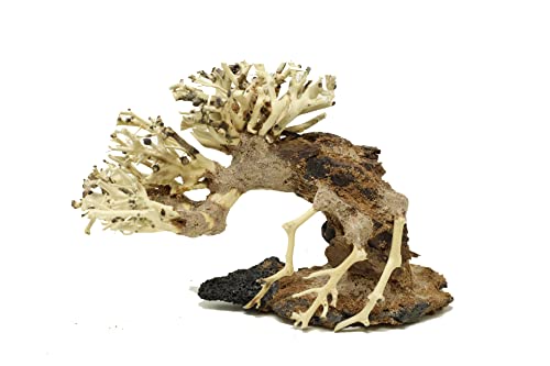 Bonsai Driftwood Small Aquarium Tree ASX Random Pick (4in H