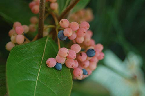 American Beauties Native Plants Viburnum nudum 'Winterthur' (Witherod) Shrub, 3-Size Container, White Flowers with Blue Fruit