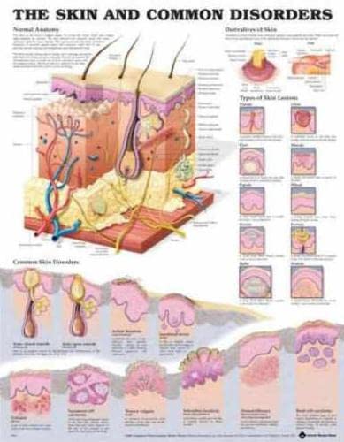 The Skin And Common Disorders