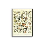 Haus and Hues Vintage Mushroom Posters & Mushroom Wall Art - Adolphe Millot Poster & Mushroom Poster Vintage Mushroom Print | Botany Poster Cottagecore Poster Vintage Plant Poster UNFRAMED 12'x16'