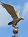 XXL Gold Eagle for Flagpole