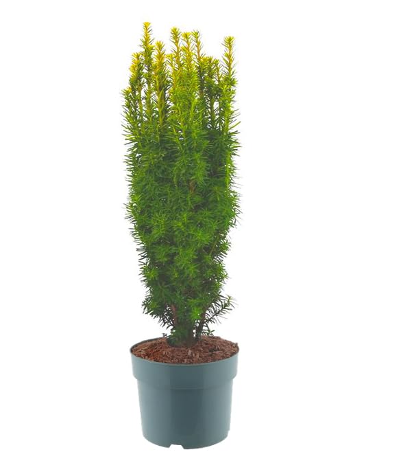 Harro's Pflanzenwelt Taxus baccata David - Gelbe Säuleneibe 'David'