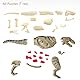Dinosaur Skeleton & Organ Assembly Kit for Kids STEM Educational Science Toy, Dinosaur Anatomy Model (T-rex)