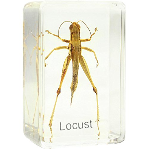 Preisvergleich Produktbild Omegon Dauerpräparat Heuschrecke