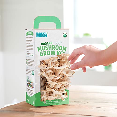 Back To The Roots Organic Oyster Mushroom Grow Kit, Harvest Gourmet Mushrooms In 10 Days #TOP6