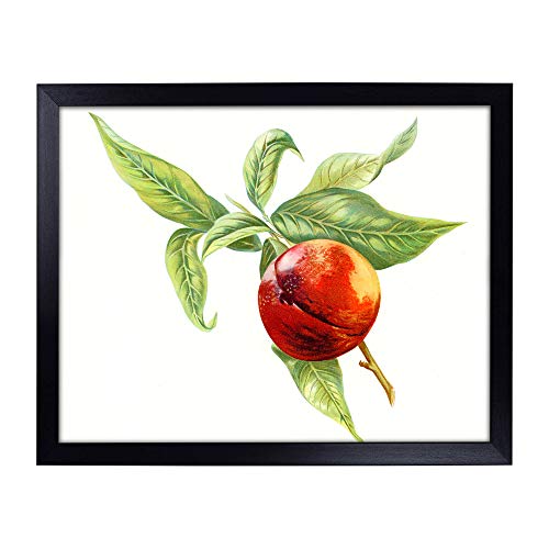 Lap Tray with Cushion | Vintage Peach Illustration of a Nectarine | Padded Bean Bag Cushion | For Eating, Working, Crafting, Laptop | Portable Table Desk