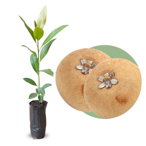 Muda de Sapoti Sapota Redonda