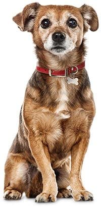 Sparky Pet Co - Zeus Ecollar Replacement Strap - Bungee Loop Dog Collar - Waterproof Biothane - Adjustable - Double Buckle - Quick Snap Metal Clasp - For Invisible Fence Systems 1"X 30" (Neon Orange) #TOP2