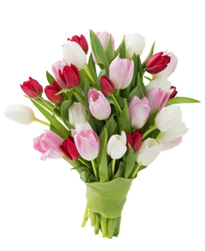 KaBloom Fresh Tulips Combo Pack