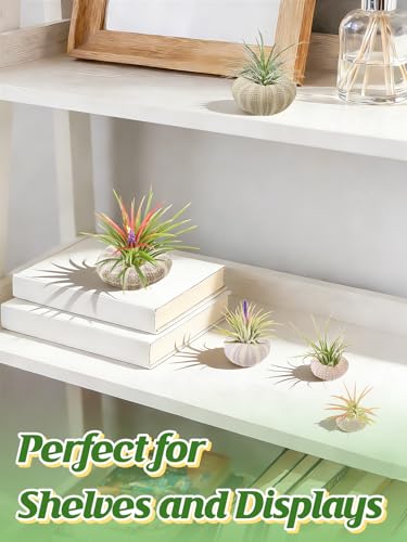 Image of ANPHSIN 5 Pack Mini Sea Urchin Shell Air Plant Holders, 5 Styles, No Plants | Decorative Hanging Air Plant Pot, Tillandsia Succulent Display Container for Home Gardening Gifts Beach Theme Party Decors