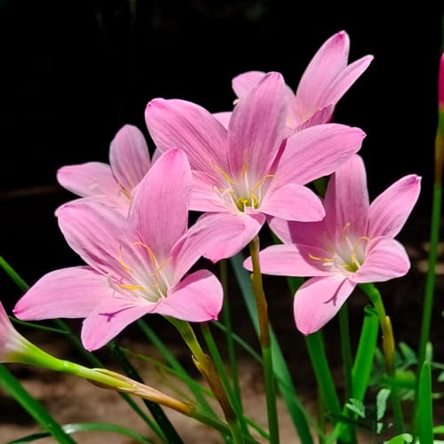Image of Rain Lily Light Pink (Zephyranthes) Bulbs by Korrel Seeds - Vibrant Flower Bulbs for Garden & Outdoor Planting - Ideal for Rainy Season Bloom (Bulbs 50, Light Pink)