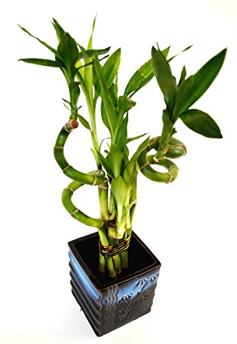9Greenbox 0B-J7AE-2L5S Lucky Bamboo – Spiral Style With Black And Blue Ceramic Vase Live Plant Ornament Decor thumb #1