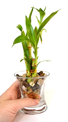 9Greenbox B002F8XGJW Lucky Bamboo - Glass Vase And Pebbles thumb #5