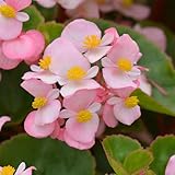 Fibrous Begonia Brandy (Light Pink) ~50 Pelleted Seed – Cocktail Series – Annual Flower Seeds for Planting – Compact, Shade-Loving Blooms – Non-GMO Garden Seeds