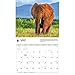 Carousel Calendars, Elephants WWF 2026 Wall Calendar, 12.01'' X 14.09'', 16-Month Calendar with Stapled Binding